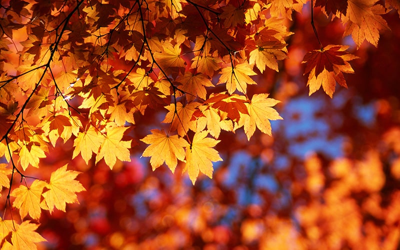 Be a Recycling Hero: Discover the Benefits of Recycling Autumn Leaves and Yard Waste